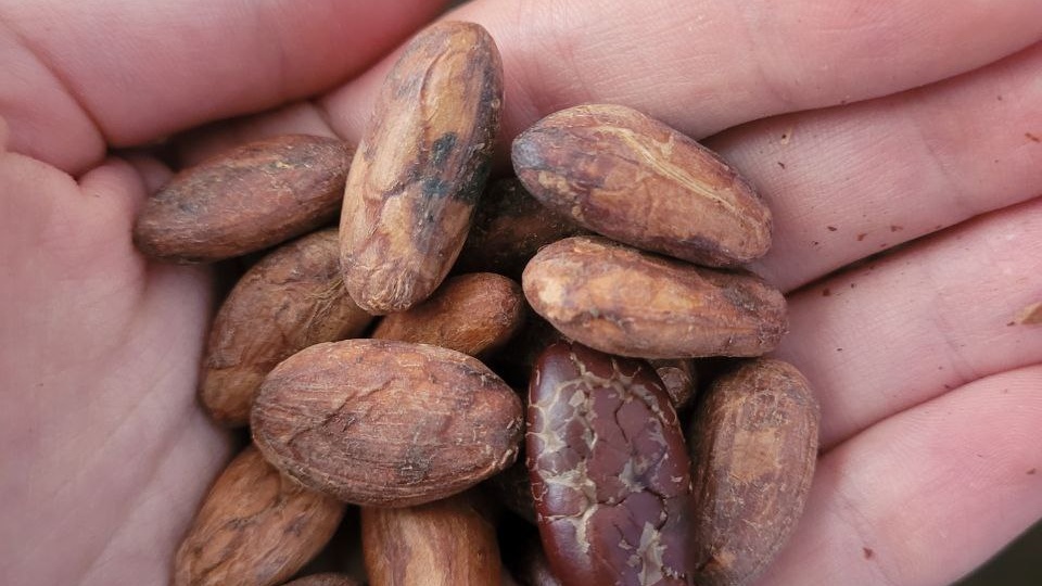 Не таблетки и не чистки: как по-настоящему восстановить печень и энергию