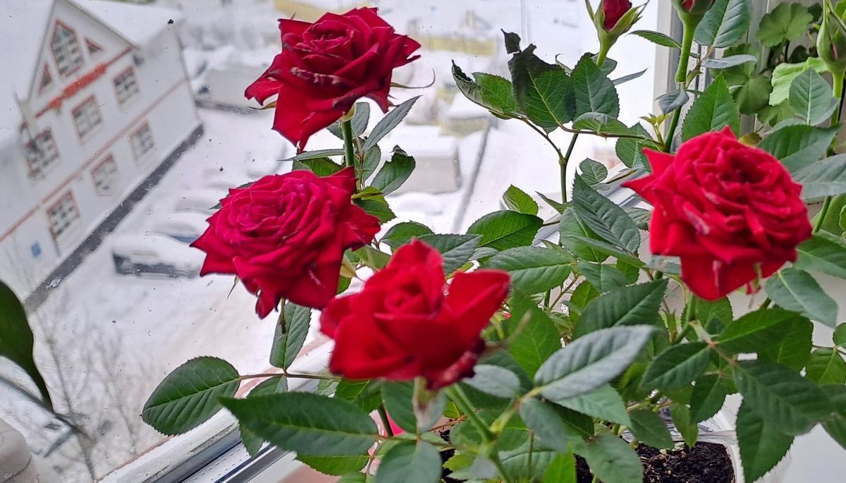 Миниатюрная роза Кордана