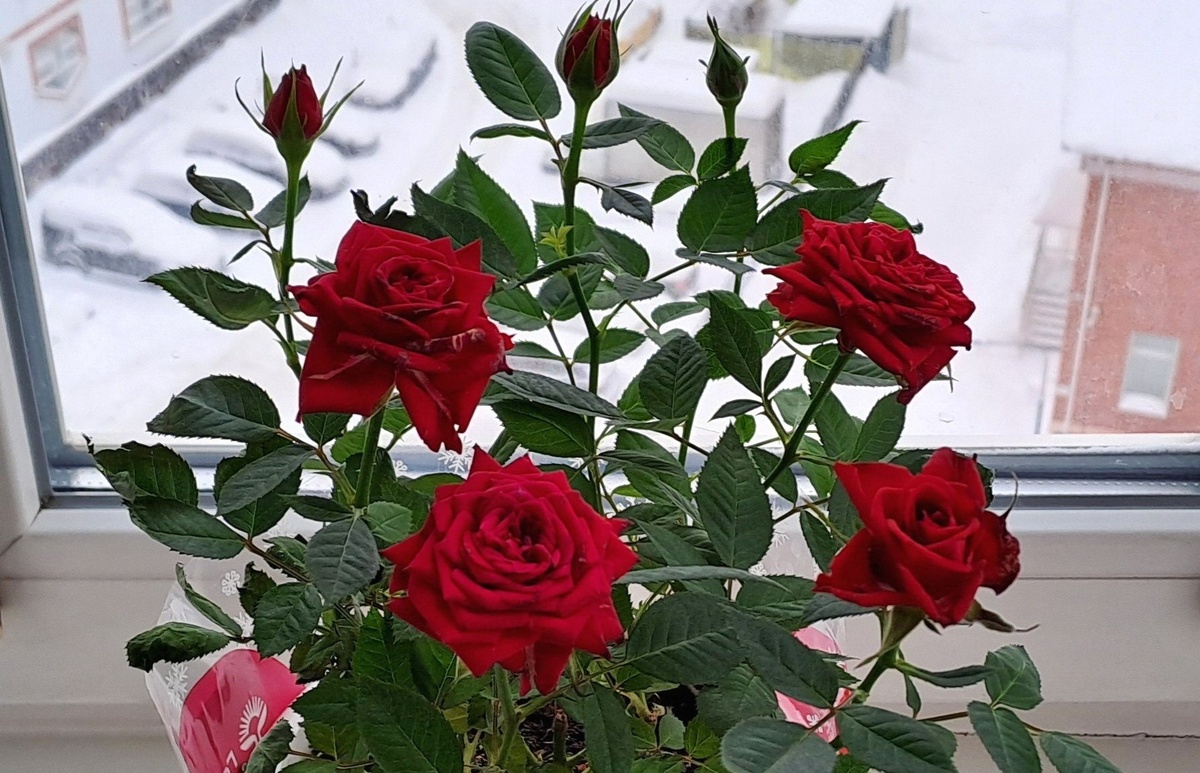 Розочка хорошо себя чувствует и отлично цветет зимой