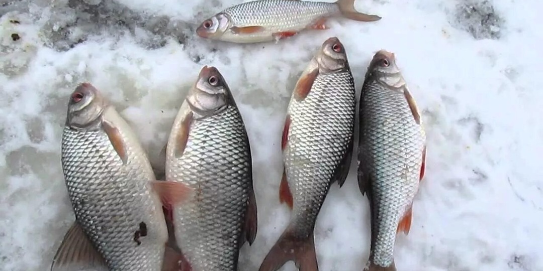 Малоизвестные приемы на зимней рыбалке в глухозимье которые выделяют опытных рыбаков. Плотва.