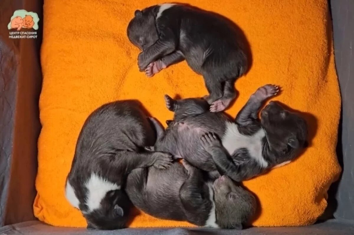    Имена дали медвежатам, спасенным в Псковской области