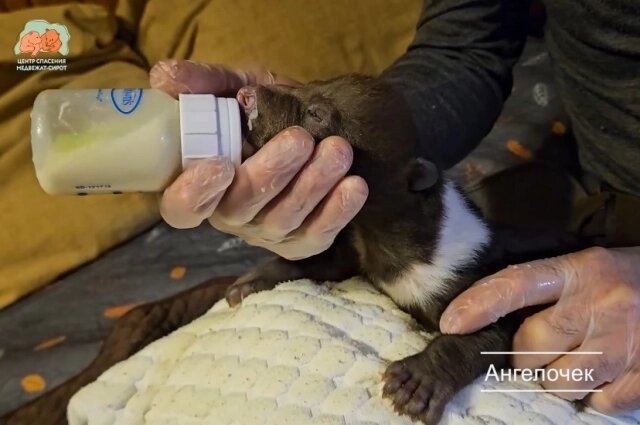    Фото: АиФ-Псков/ Центр спасения медвежат-сирот