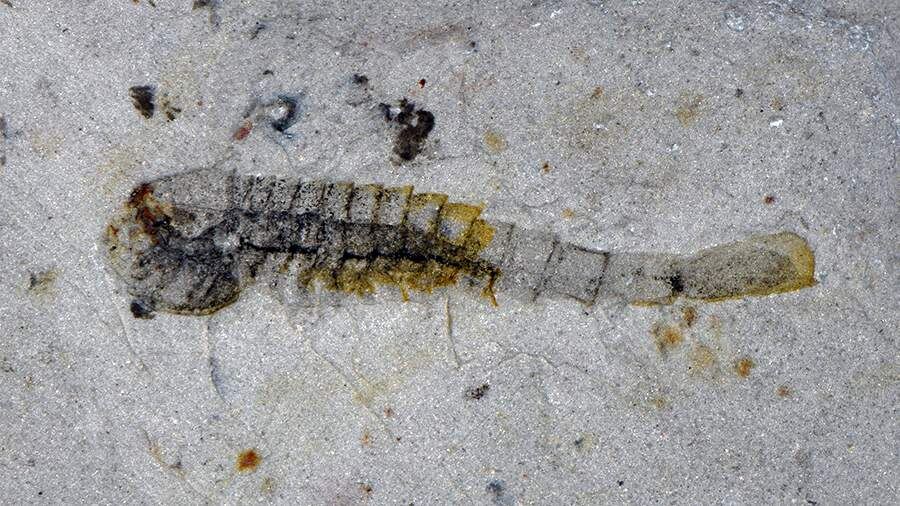    Фото: REUTERS/Han Zeng