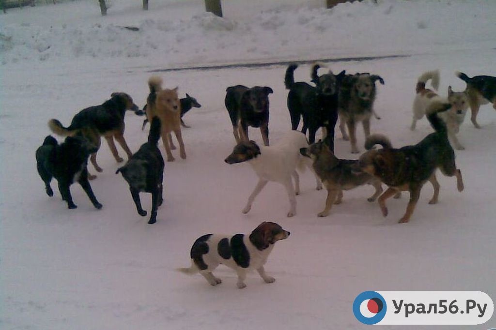    Администрация Орска заключает очередной «короткий» контракт на отлов бездомных собак