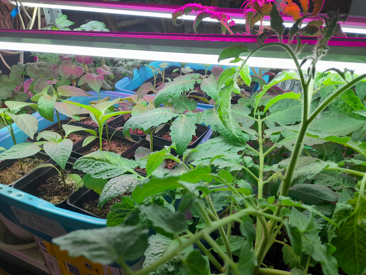 Все фото в статье - рассада сезона 2024 года: 