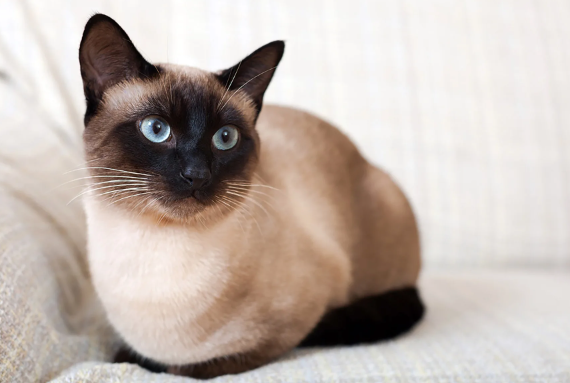 Ночная география: о чем говорит расположение кошки в вашей постели?