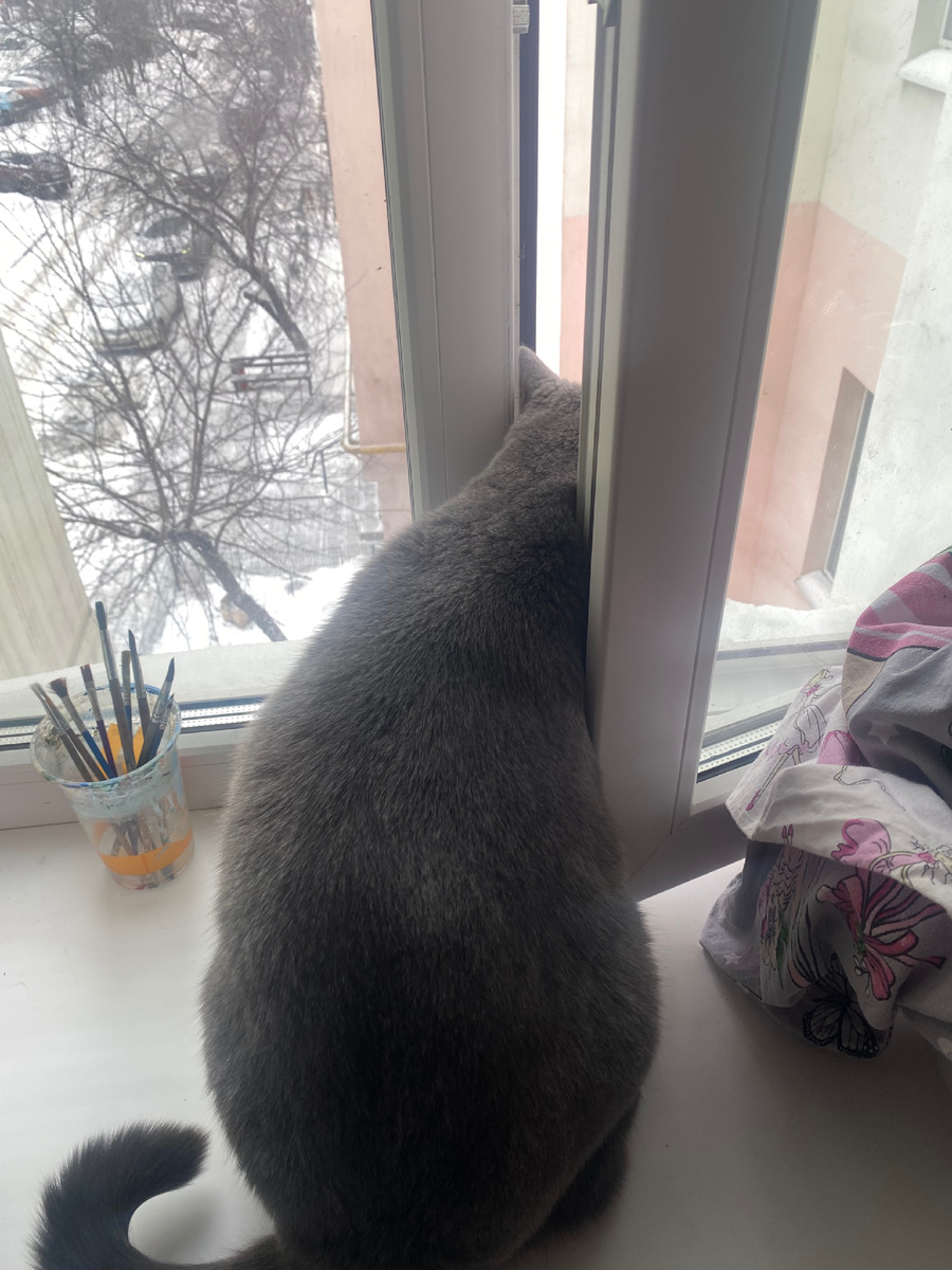 Этот член семьи вовсе не уважает холод. Во всех его проявлениях. Максимум подышит кислородом через окно, но не более 2 минут. 