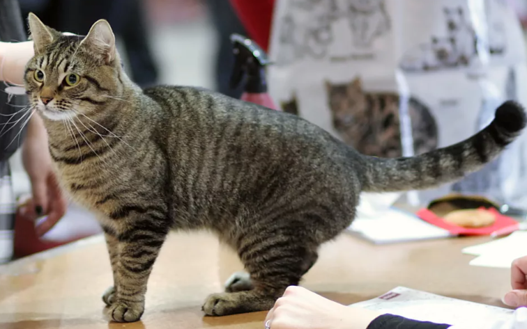 Кошачий шифр: как перестать игнорировать просьбы питомца