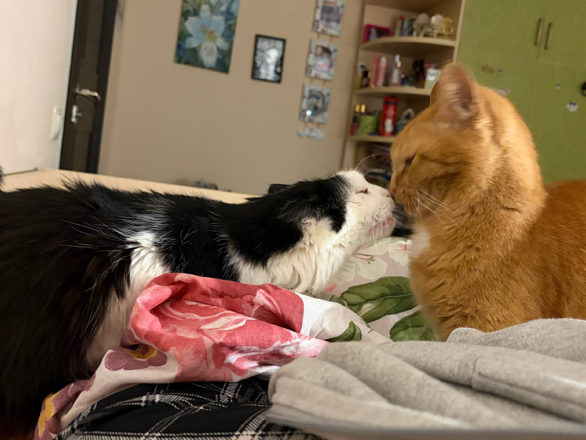 Лизонька и Рысик у Ксюши в комнате. Два таких лосяша, того и гляди, придавят мою деточку. 