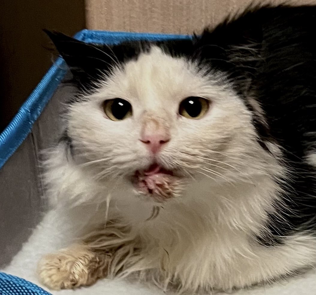 Это Лизонька буквально сразу после операции, лежит на своём домике. Изо рта все выпадало тогда у кошки. За собой ухаживать тоже не могла. Я постоянно её чистила от остатков еды. А взгляд какой? Несчастный и затравленный. Она ещё не верит нам, не знает, что всё плохое позади. 