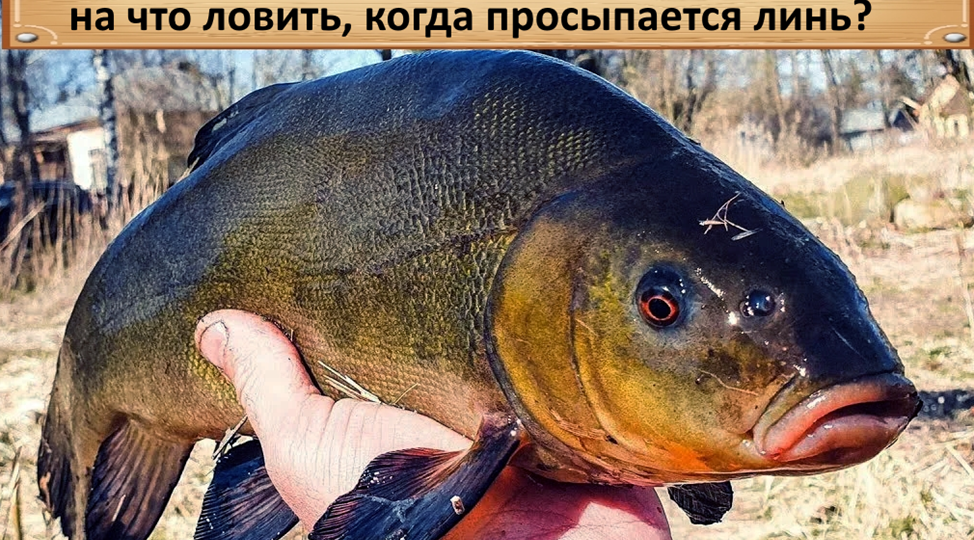 Рыбалка в дельте Кубани: на что ловить, когда просыпается линь? 🌿🐟