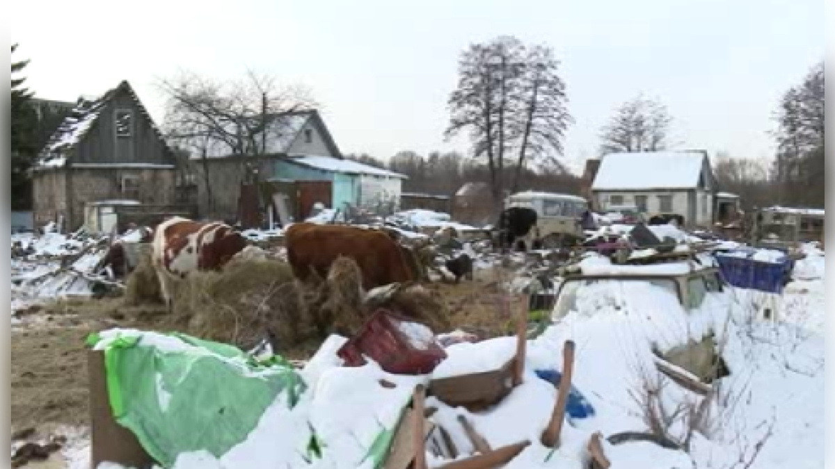    В Курской области не знают, куда бежать от беспризорного рогатого скота