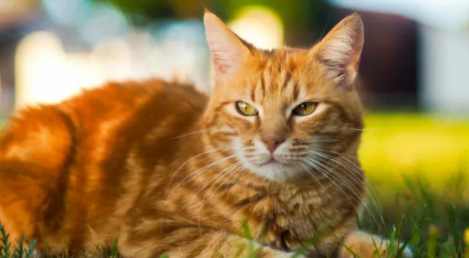 Беззвучный крик: как распознать, что кошка попала в беду