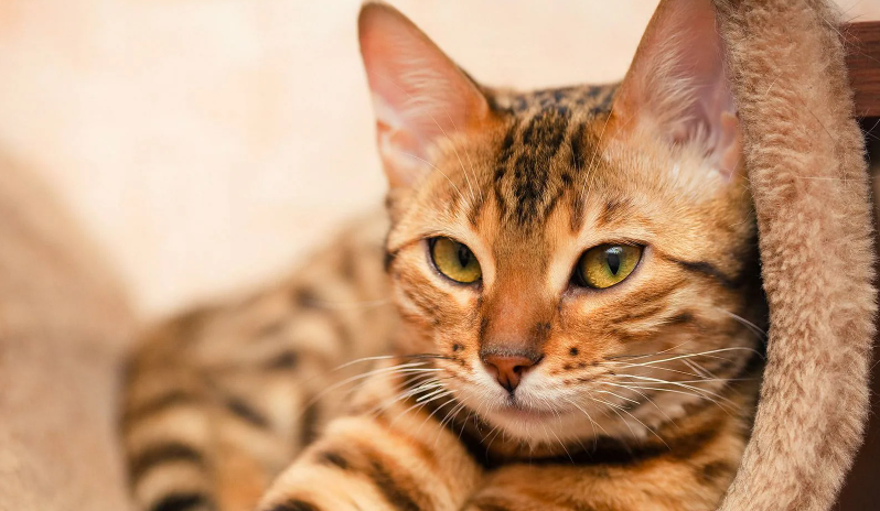 Точка замерзания: суровая математика выживания бездомных кошек