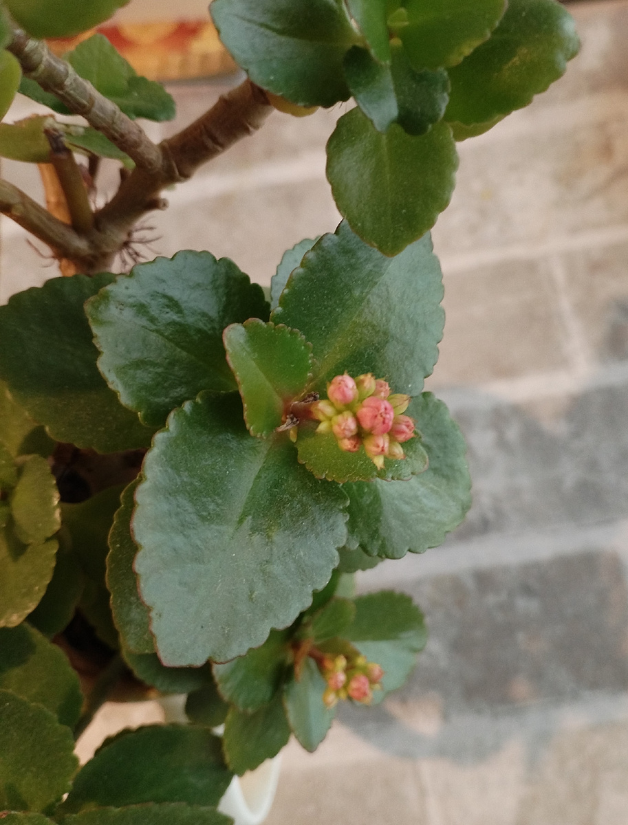 мой суккулентик