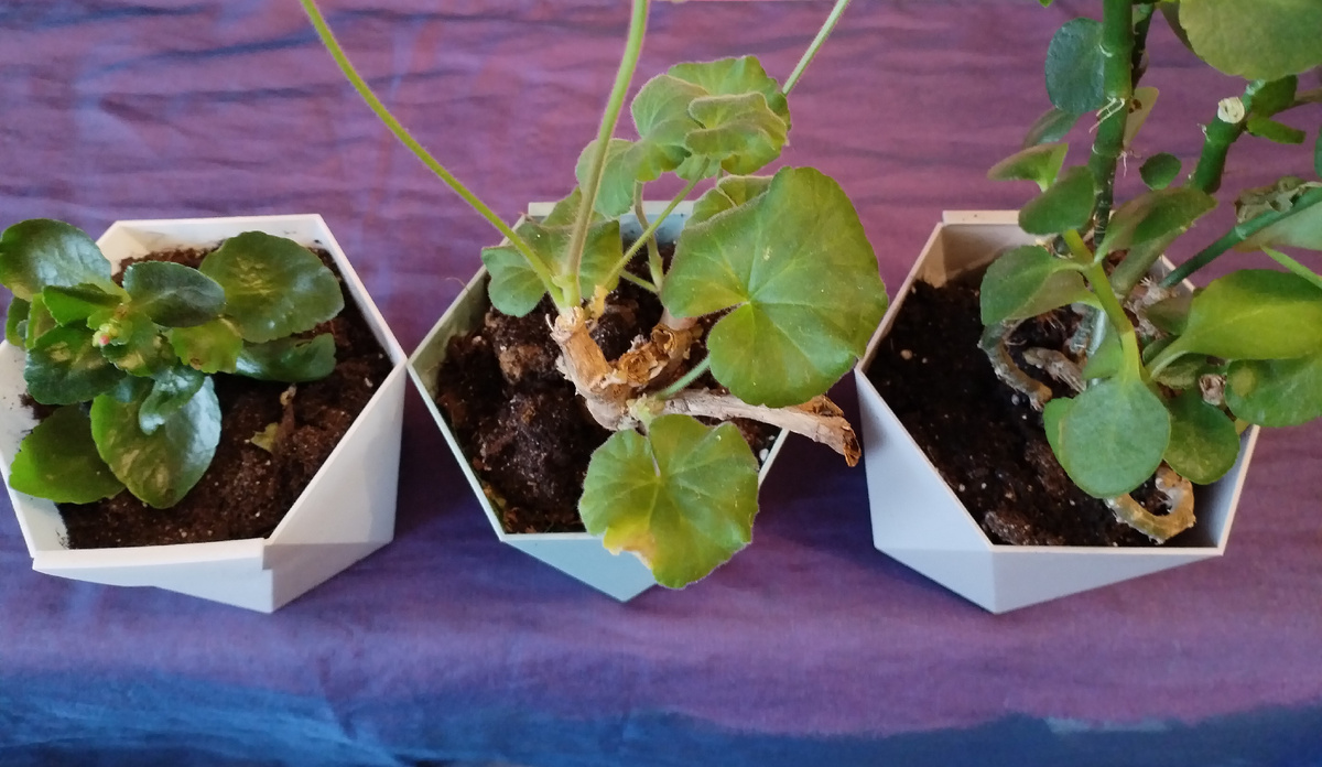 Такие вот цветочные горшки геометрической формы