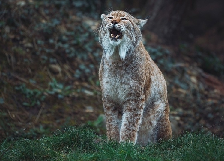 Амурская область зарысилась. Хищные кошки подглядывают в окна к людям