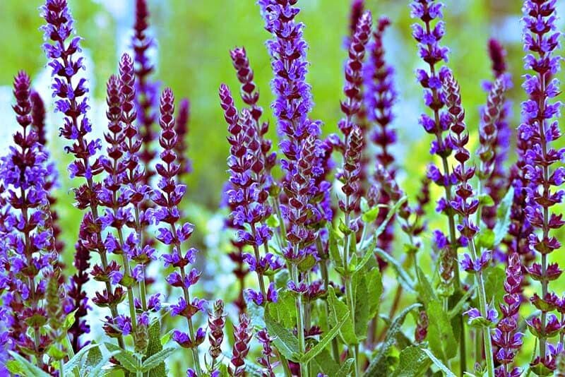 Шалфей - не просто травка для чая. Что он может для вашего здоровья (и чего не может)