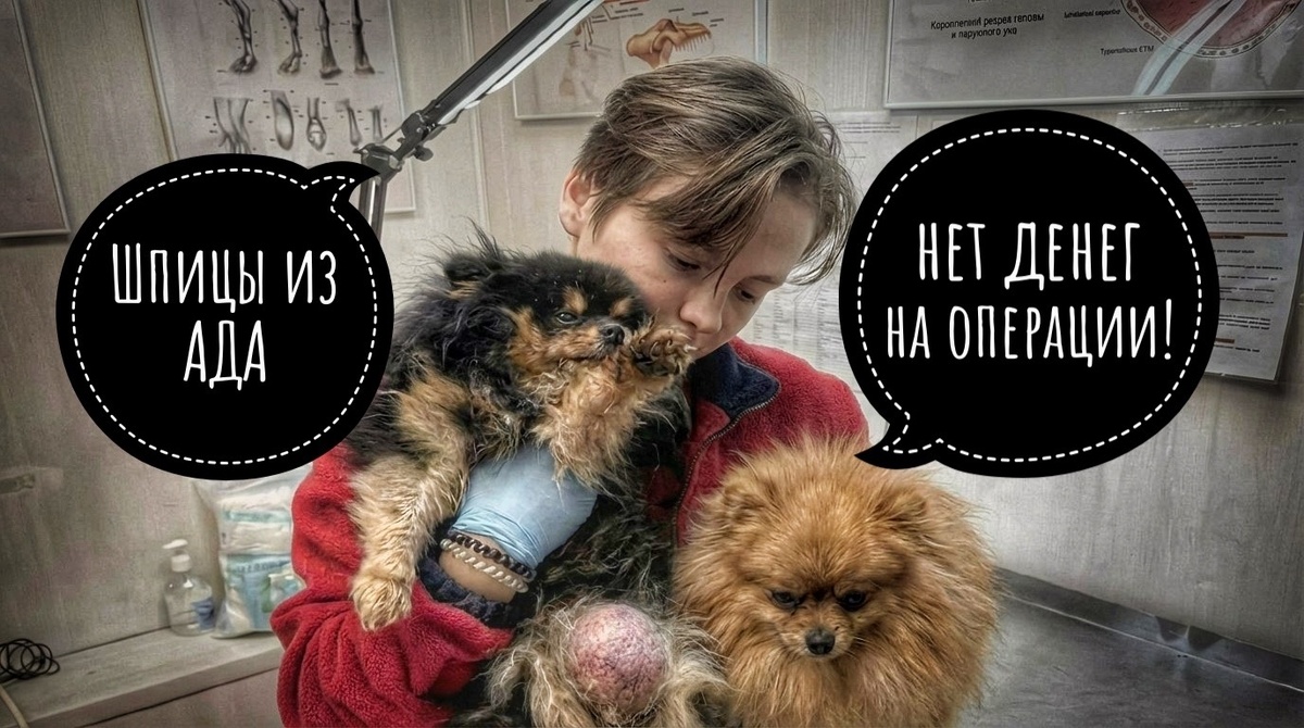 Время уходит, а мы бессильны! Помогите Шпицам, пожалуйста!