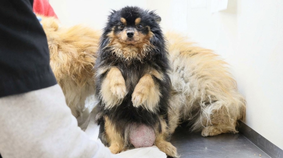 У крохи по мимо устранения грыжи, ещё стерилизация прибавляется. Сумма 52 800 рублей.