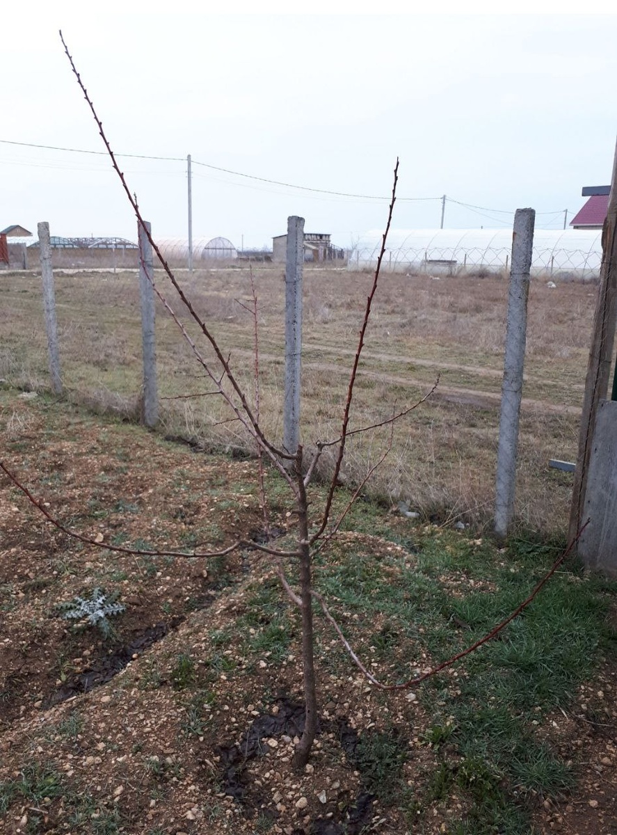 Абрикос. На фото — 2017 год.