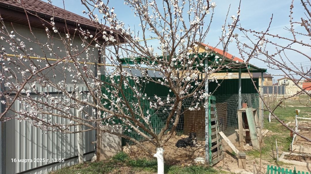 Весна 2025 года. Вот такое дерево выросло. Дружок греется на солнышке.