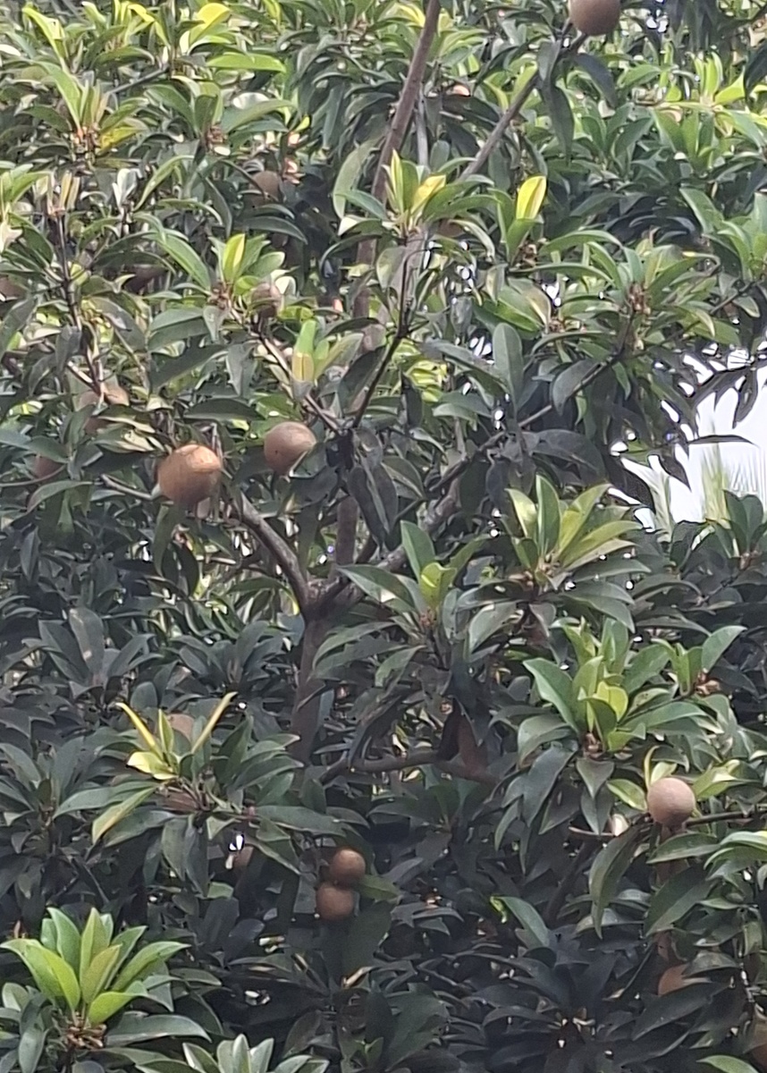 Это дерево стоит у нас под окном. Я покупала такой плод, очень ароматный и сладкий, но названия не знаю. Продавец сказал - чику.