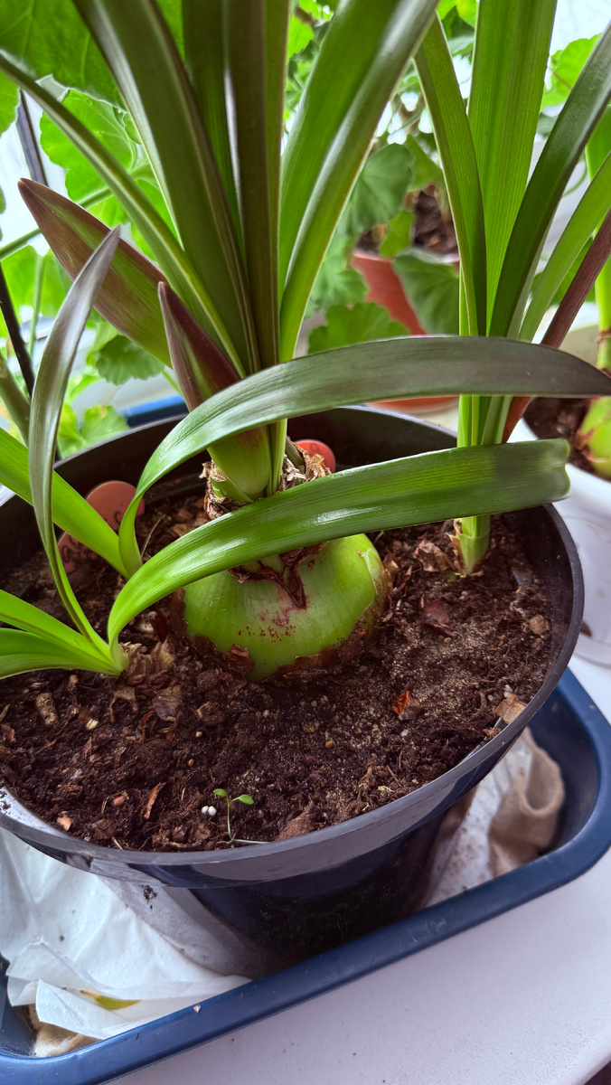 Январь 2026 Гиппеаструмы