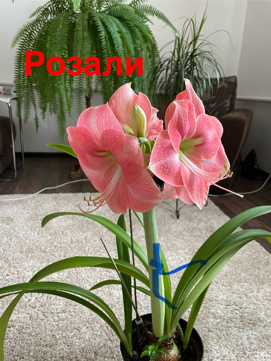 Январь 2025. Гиппеаструм Розали