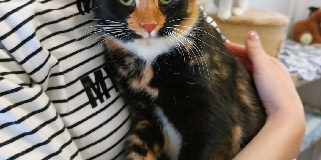 Кошка ЯГОДКА ищет дом🏡