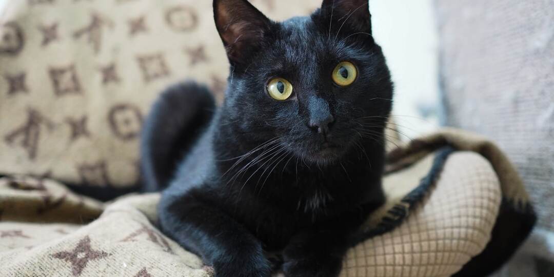 Кот КРИС ищет дом🏡