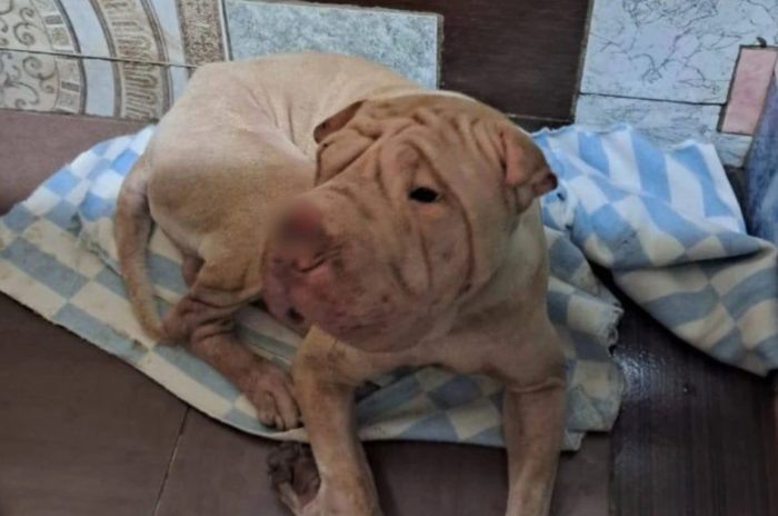 Фото предоставлено зооинспектором Румией Моллой «КП- Новосибирск».