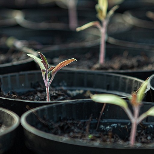    Посев семян на рассаду Кристина Борунова