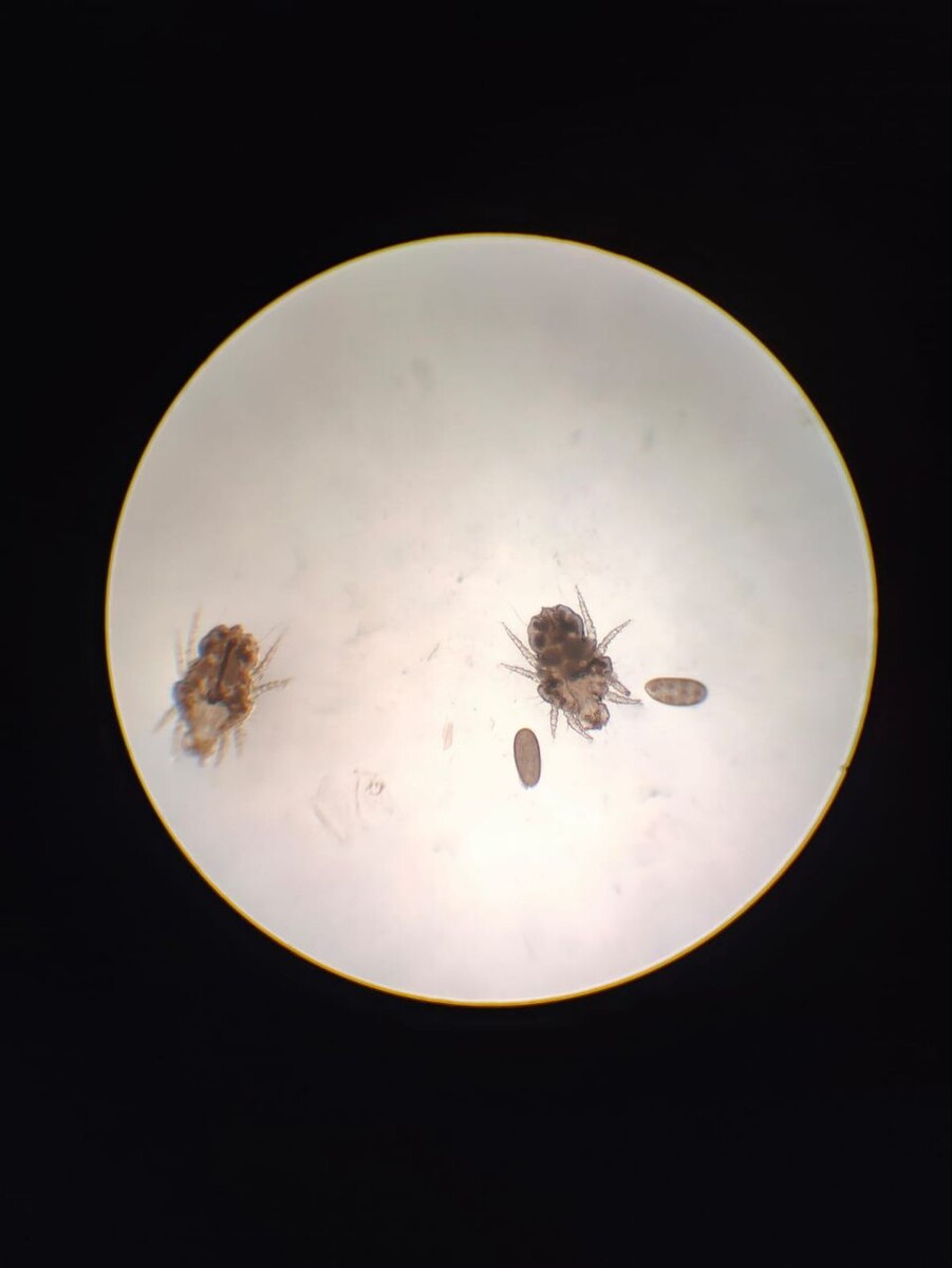 Взрослые особи и личинки хейлетиелл