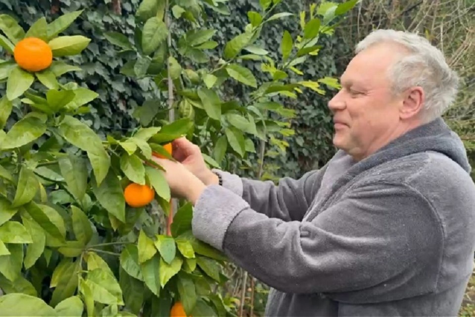    Сергей Жигунов в Крыму увлекся выращиваем цитрусовых. Скриншот из видео/Виктория Жигунова