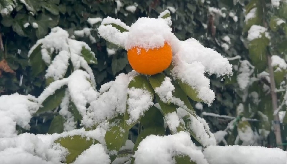    Мандариновое дерево плодоносит даже зимой. Фото: Виктория Жигунова