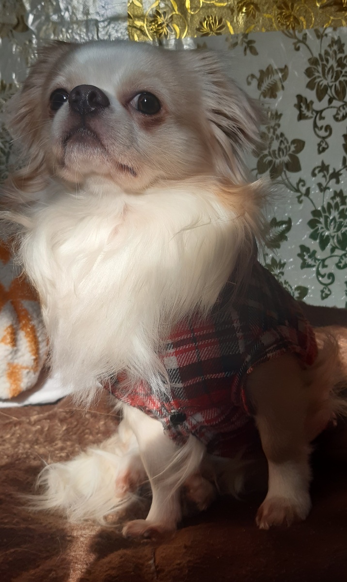 Микки не понял- вроде собиралась, а не пошла..В чём подвох?))