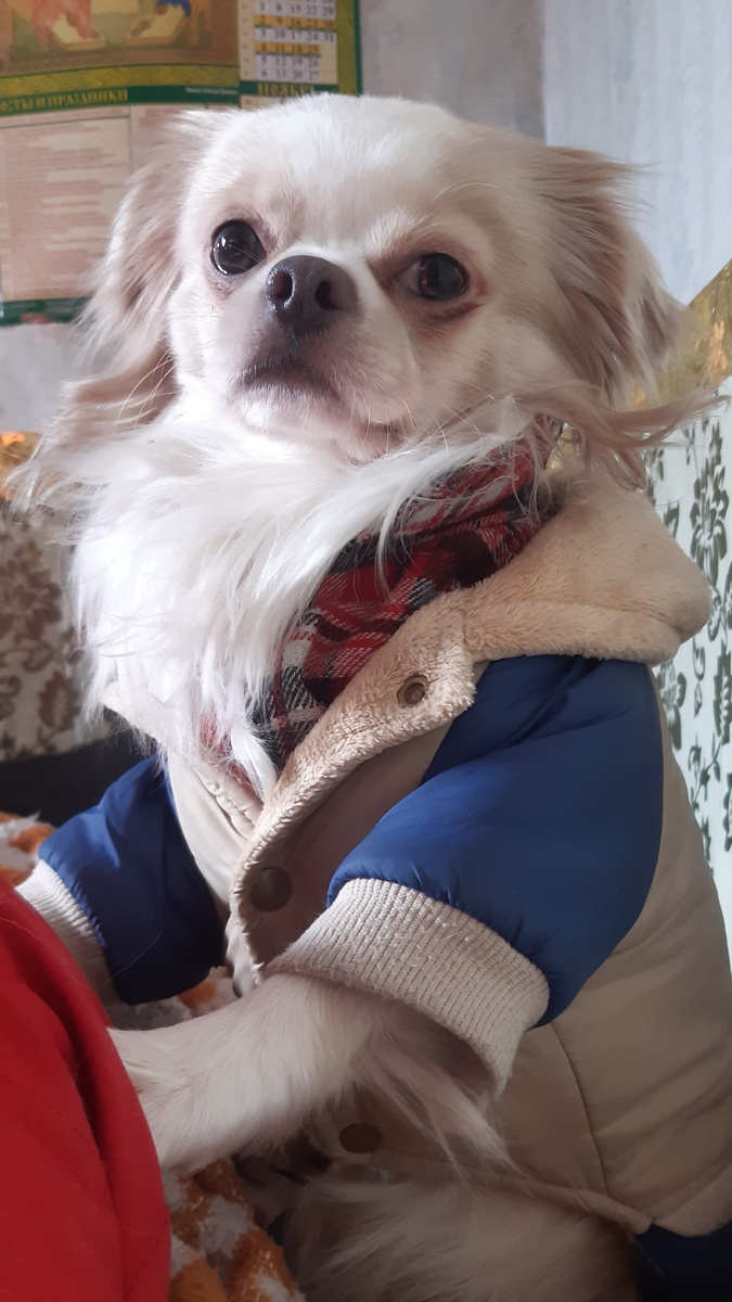 Микки грустненький. Вроде и покушал- а грустненький..