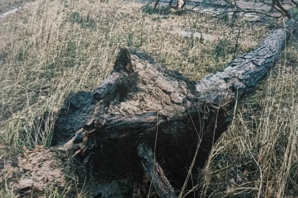    600 тыс. взыскали в пользу зареченца под Пензой, на которого упало дерево