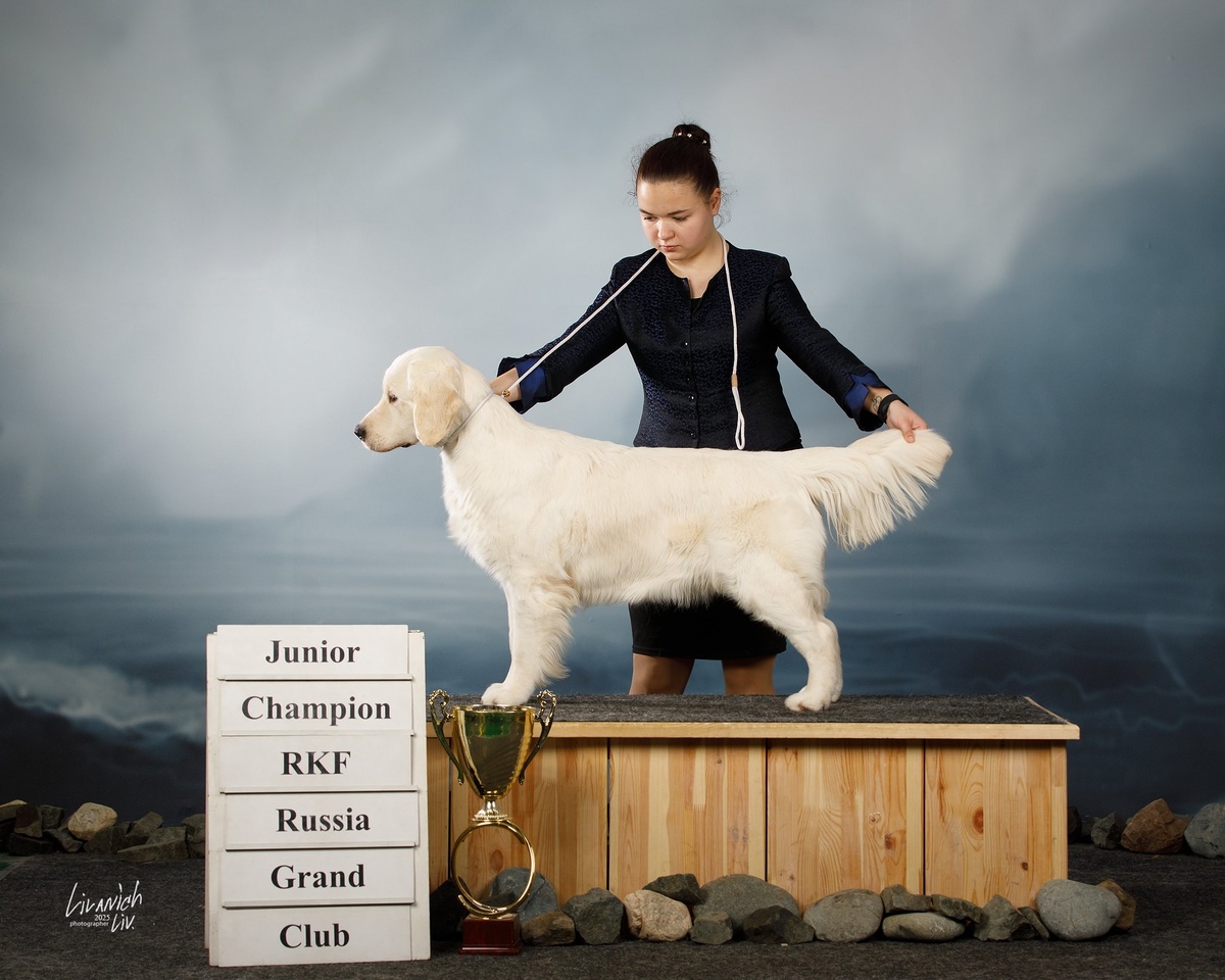 Мия: тесты HD-A/ED-0 PRA1,PRA2-CLEAR (здорова)

Титулы Шоу Чемпион России ,Чемпион Центрального Региона ,Чемпион России ,Чемпион РКФ ,Юный Чемпион НКП,Юный Чемпион Росии ,Юный Гранд Чемпион России ,Юный Чемпион РКФ , Победитель промежуточного класса на выставке «Россия 2025»