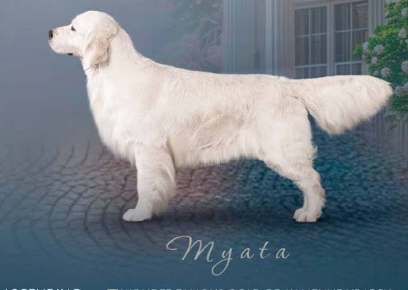 Мята: мама Мии тесты HD-A/ED-0 PRA1,PRA2-CLEAR (здорова)

Титулы Юный Чемпион России ,Юный Чемпион РКФ,Юный Чемпион НКП ,Юный Гранд Чемпион России