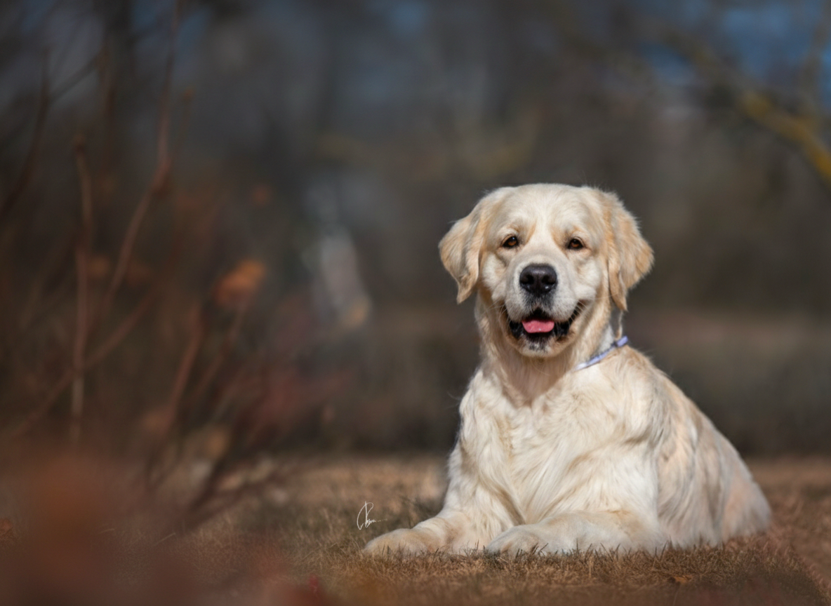 Фьор: тесты HD-A/ED-0 PRA1,PRA2 ICT-A - CLEAR (здоров)

Титулы Шоу Чемпион России ,Чемпион России ,Чемпион РКФ ,Юный Чемпион России ,Юный Чемпион НКП ,Юный Гранд Чемпион России ,Победитель промежуточного класса на «России 2025»