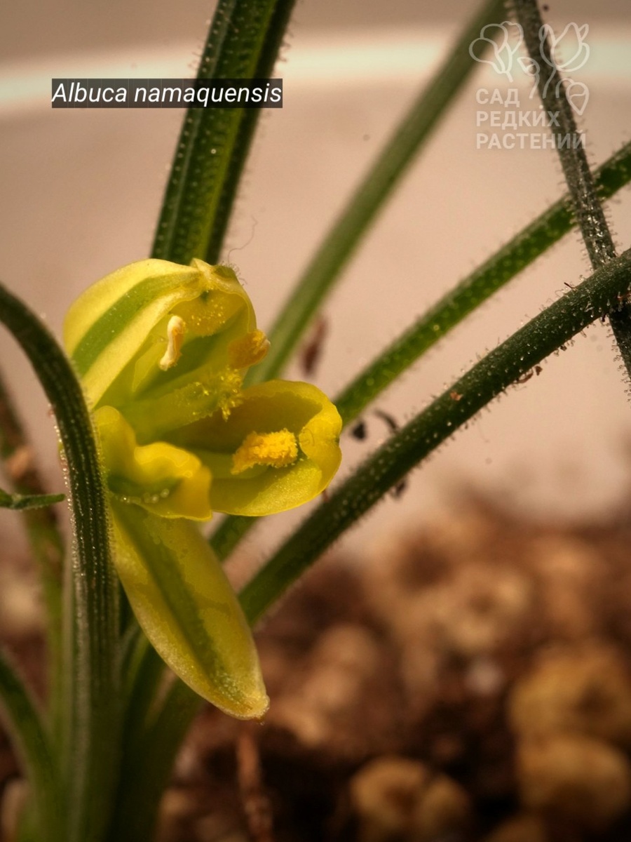 Альбука намакванская Albuca namaquensis