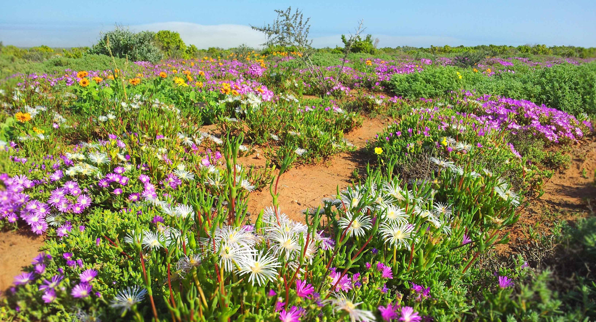 Намакваленд, засушливый регион в Намибии и ЮАР