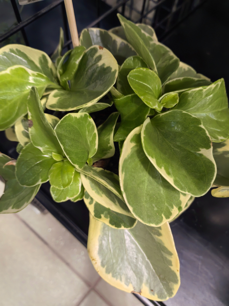 Тоже пеперомия