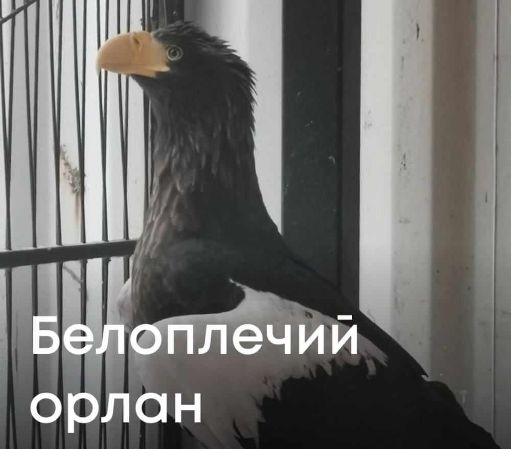    Краснокнижного белоплечего орлана спасли в Нижнем Новгороде