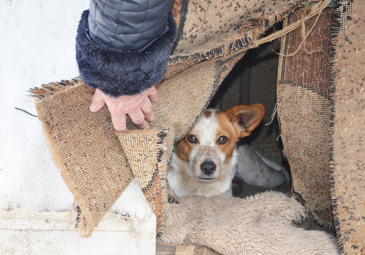 Собака в будке / Фото автора