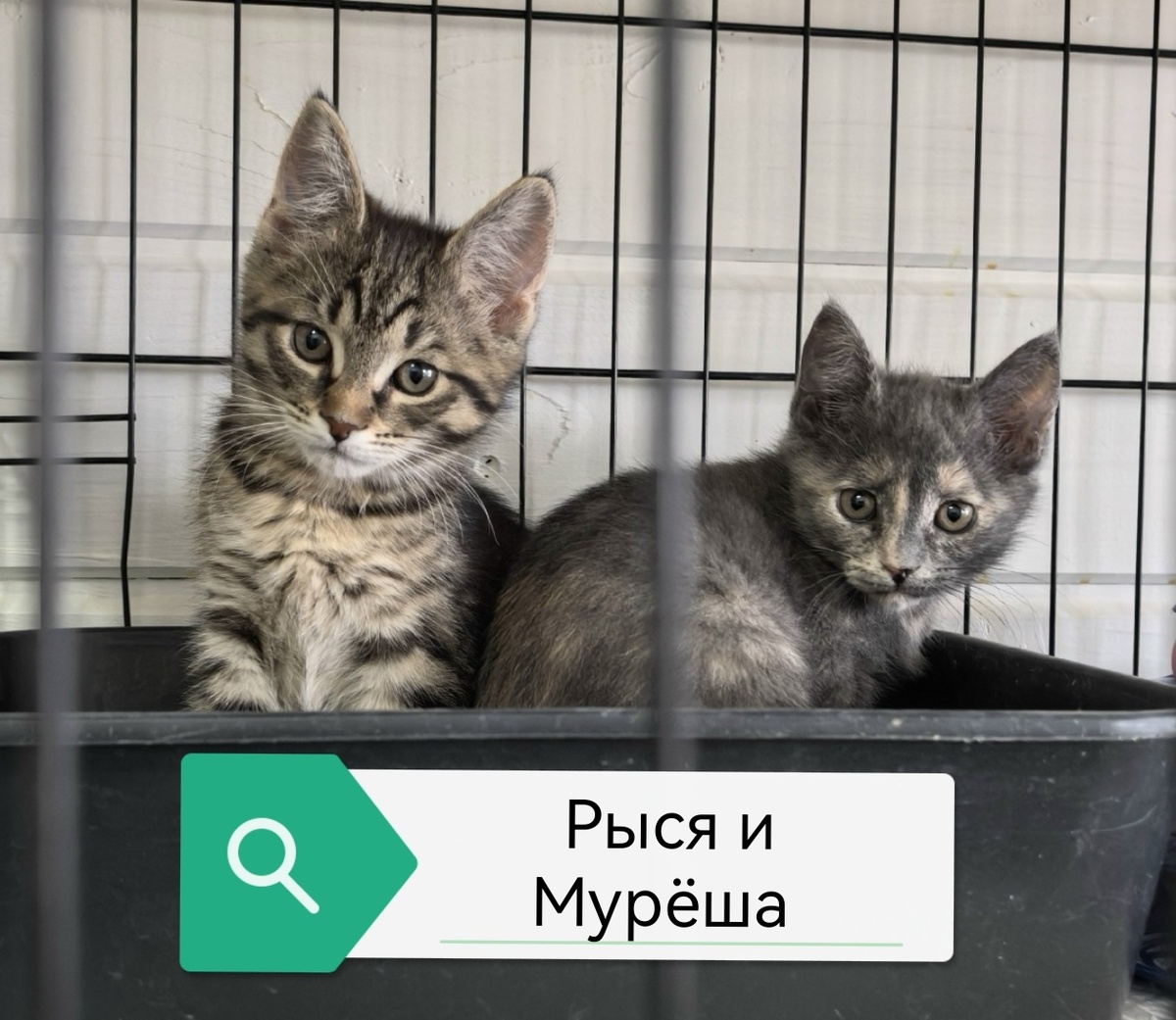 Рыся дома, Мурёша на передержке