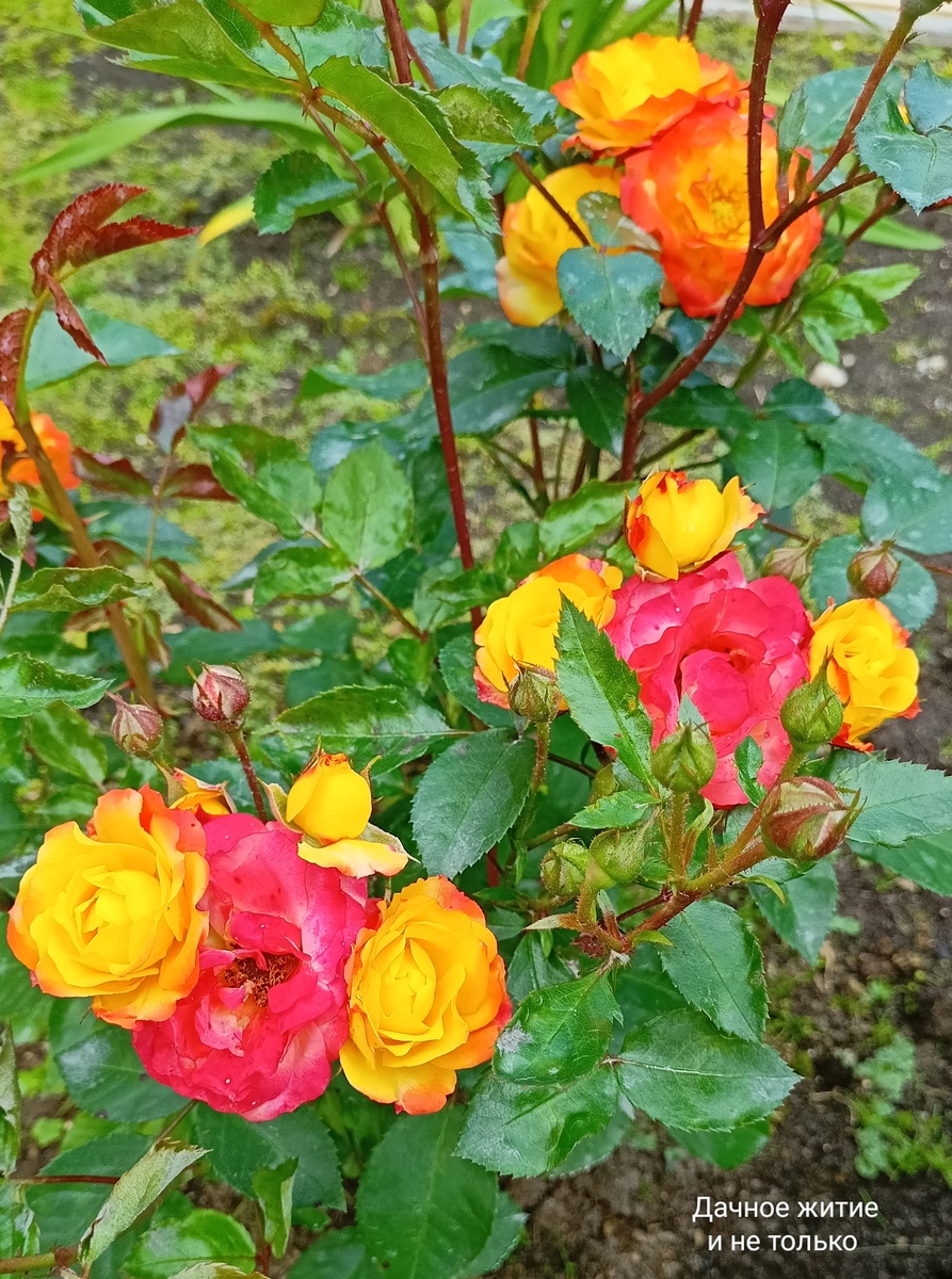 Роза Мандарин. Фото автора