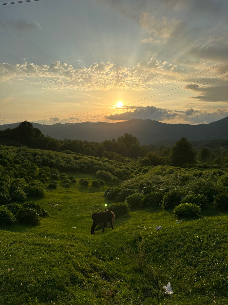 Хоста. Фото из личного архива
